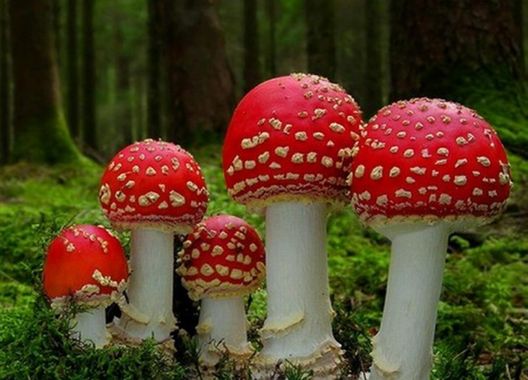 Image documentaire d'exemple de champignon